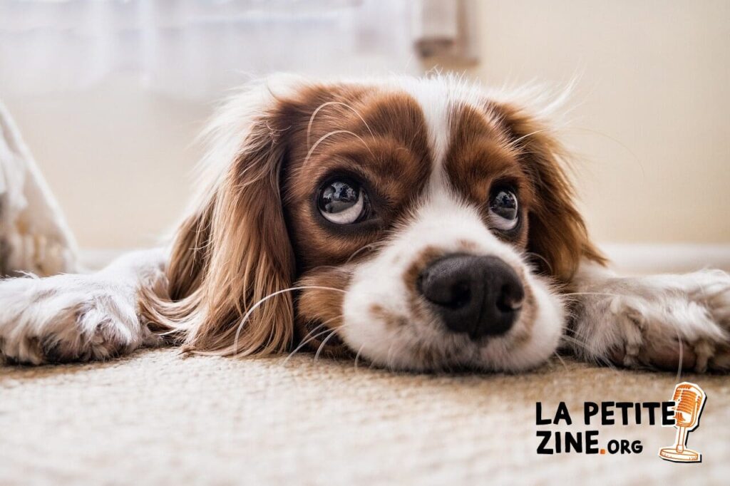 Une assurance pour les animaux domestiques : une bonne idee