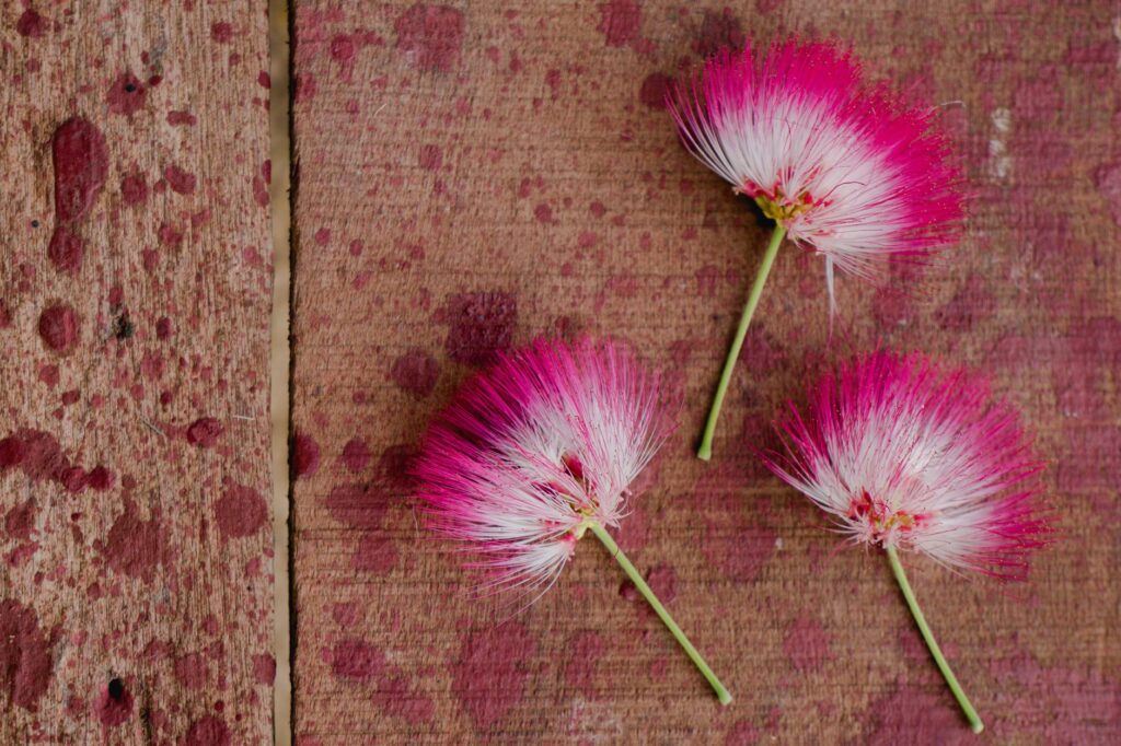 albizia maison jardin