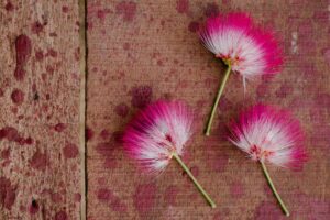 albizia maison jardin