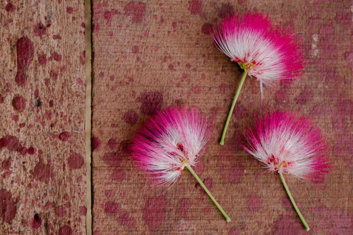 albizia maison jardin
