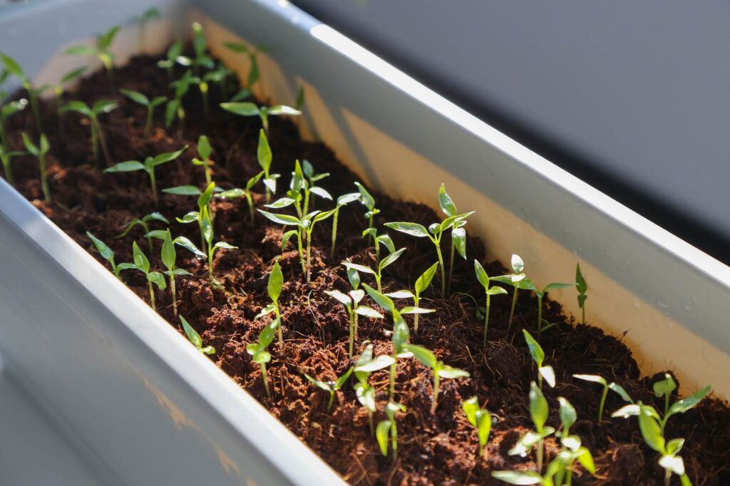 semis persil potager