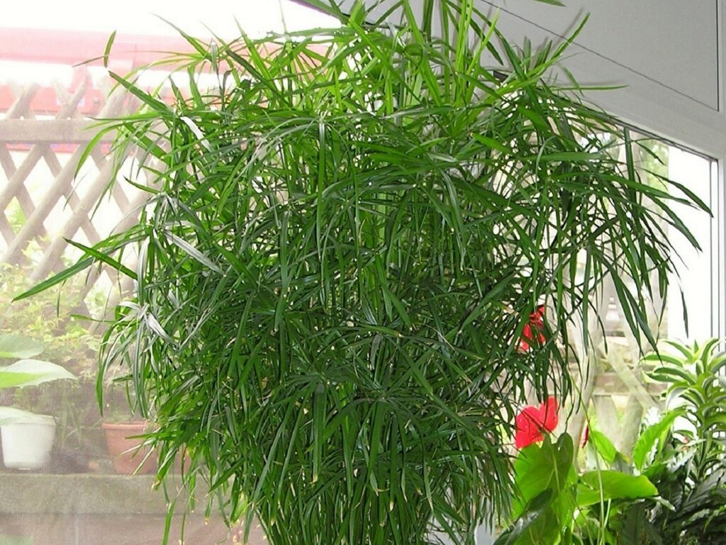 Jeunes brins d'herbe à chat bien verts dans un petit pot posé près d'une fenêtre
