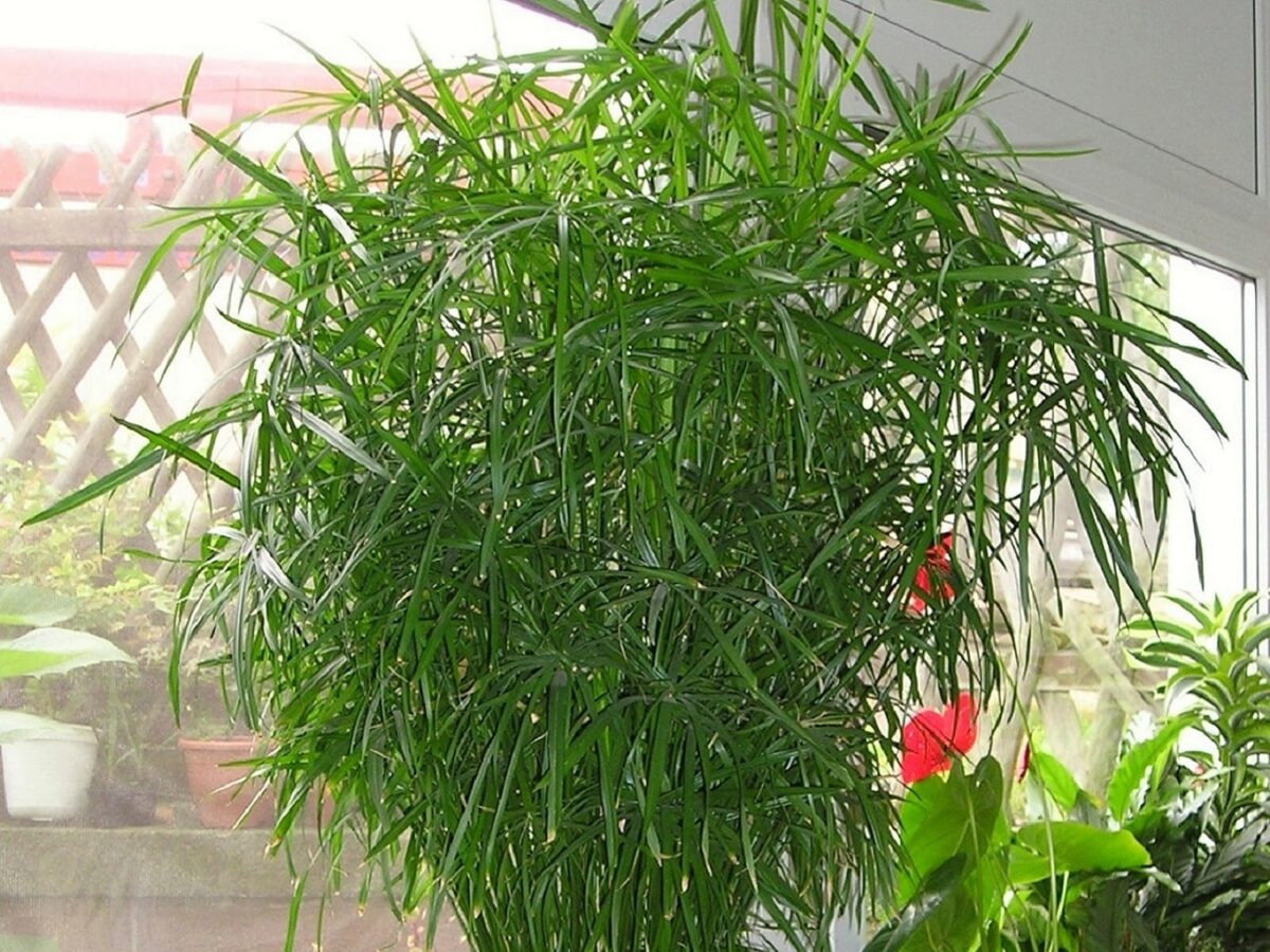 Jeunes brins d'herbe à chat bien verts dans un petit pot posé près d'une fenêtre