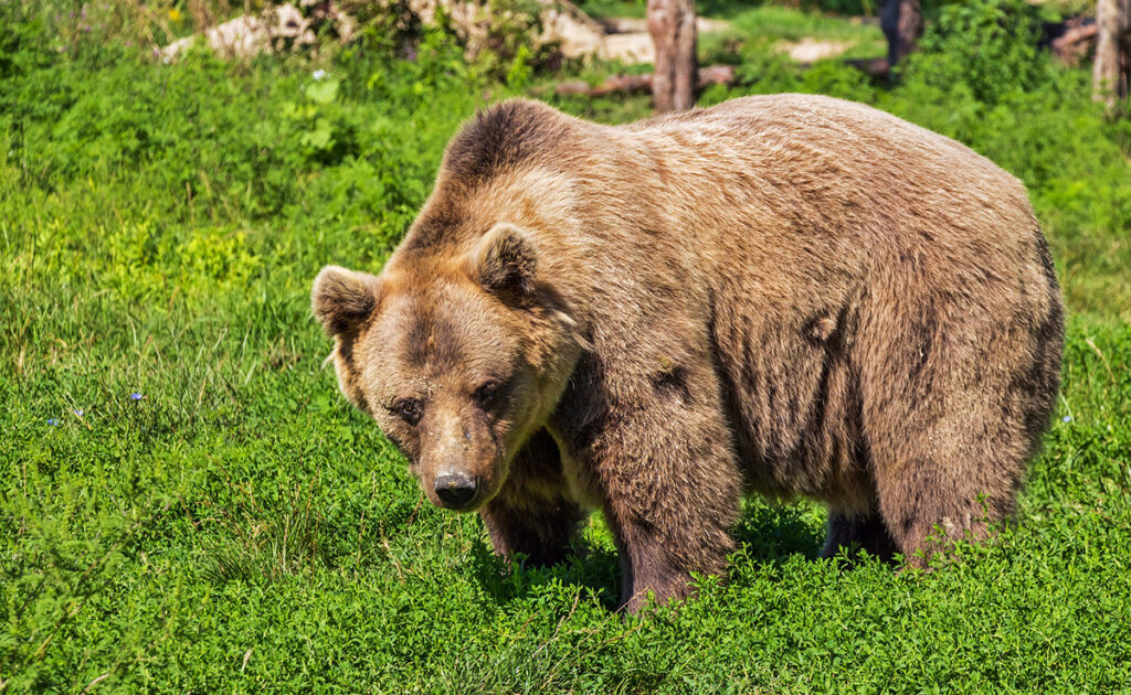 Un ours brun marchant dans une forêt, pelage dense et démarche plantigrade