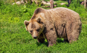 Un ours brun marchant dans une forêt, pelage dense et démarche plantigrade