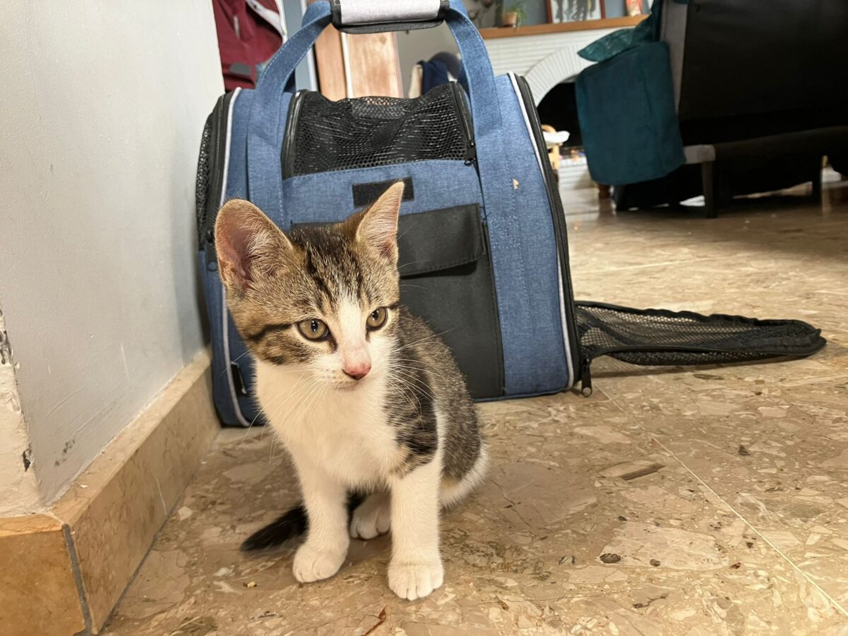 Petit chaton au pelage clair blotti dans un panier confortable à la maison