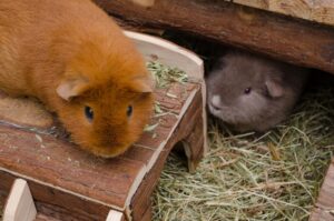 Deux cochons d'Inde dans un enclos intérieur aménagé avec du foin