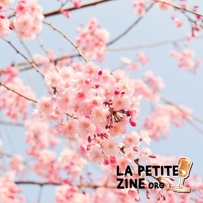 Adopter les bons gestes face aux allergies printanières