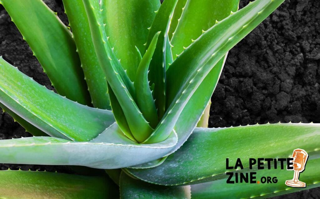 Comment bouturer l’aloe vera ?