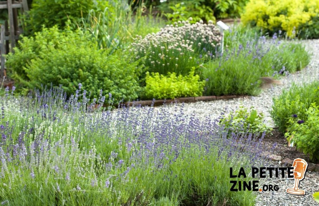 Comment aménager un jardin minéral ?
