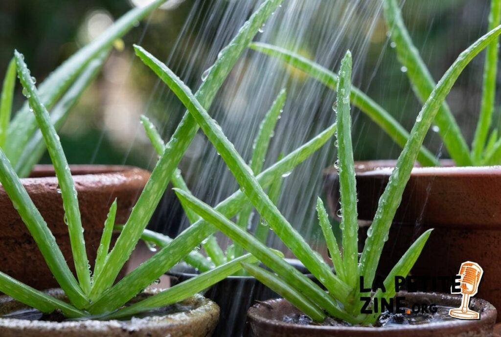 Comment arroser un aloe vera ?