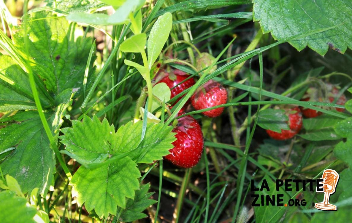 15 conseils pour bien arroser les fraisiers