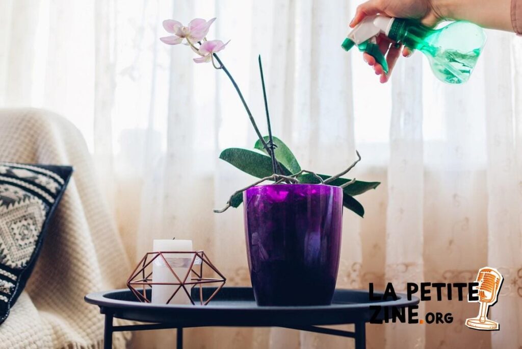 Comment bien arroser une orchidée ?