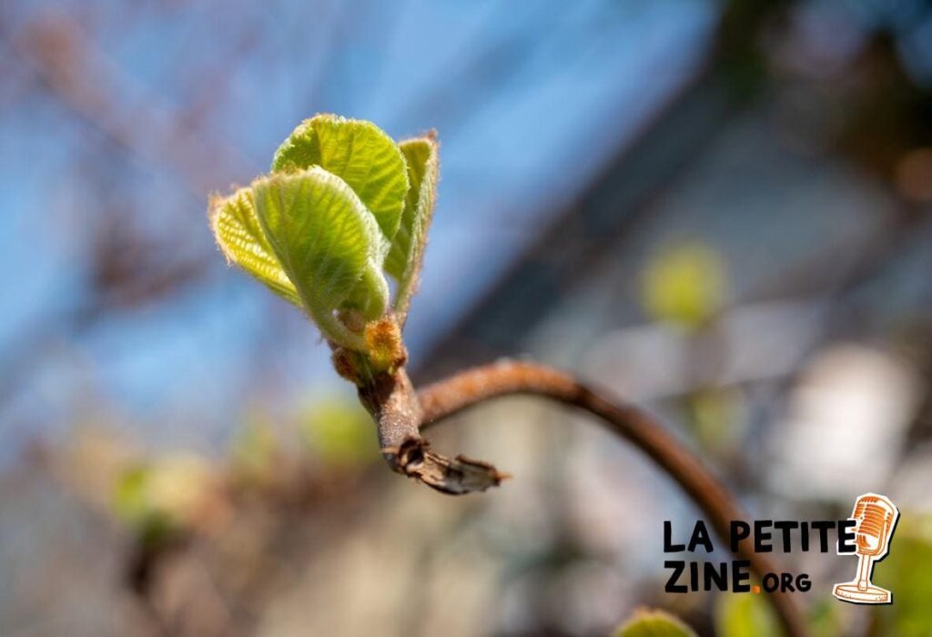 Comment bouturer le kiwi ?