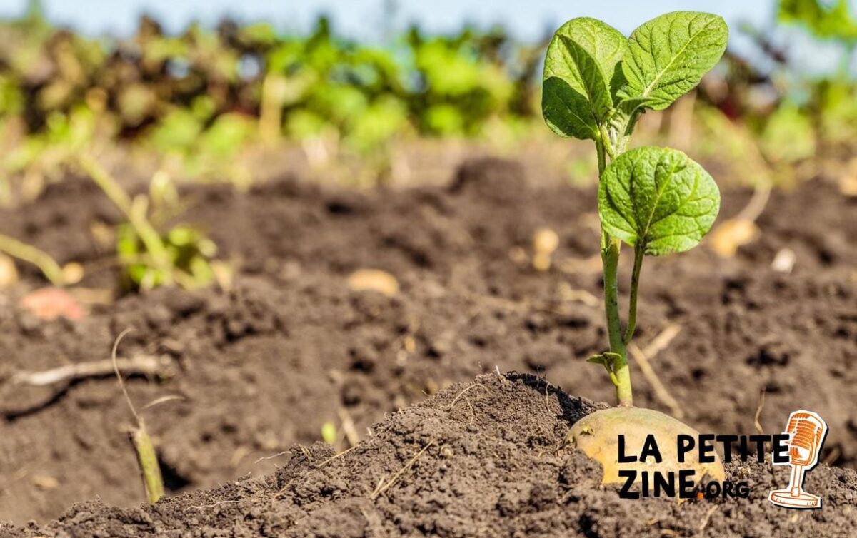 Quand et comment butter les pommes de terre ?