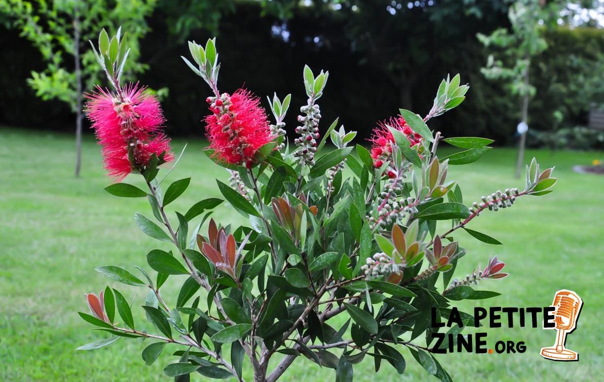 Callistemon : comment le planter, le tailler et l’entretenir ?