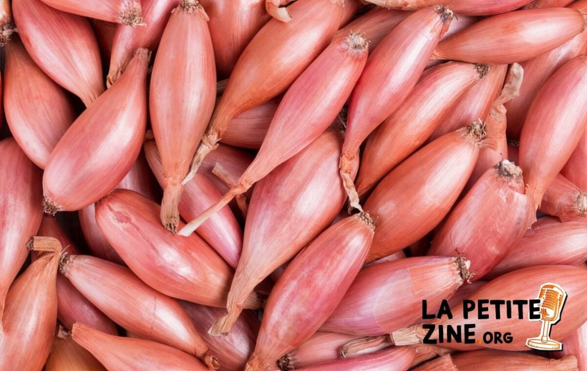 Quelles différences entre les échalions et les échalotes ?