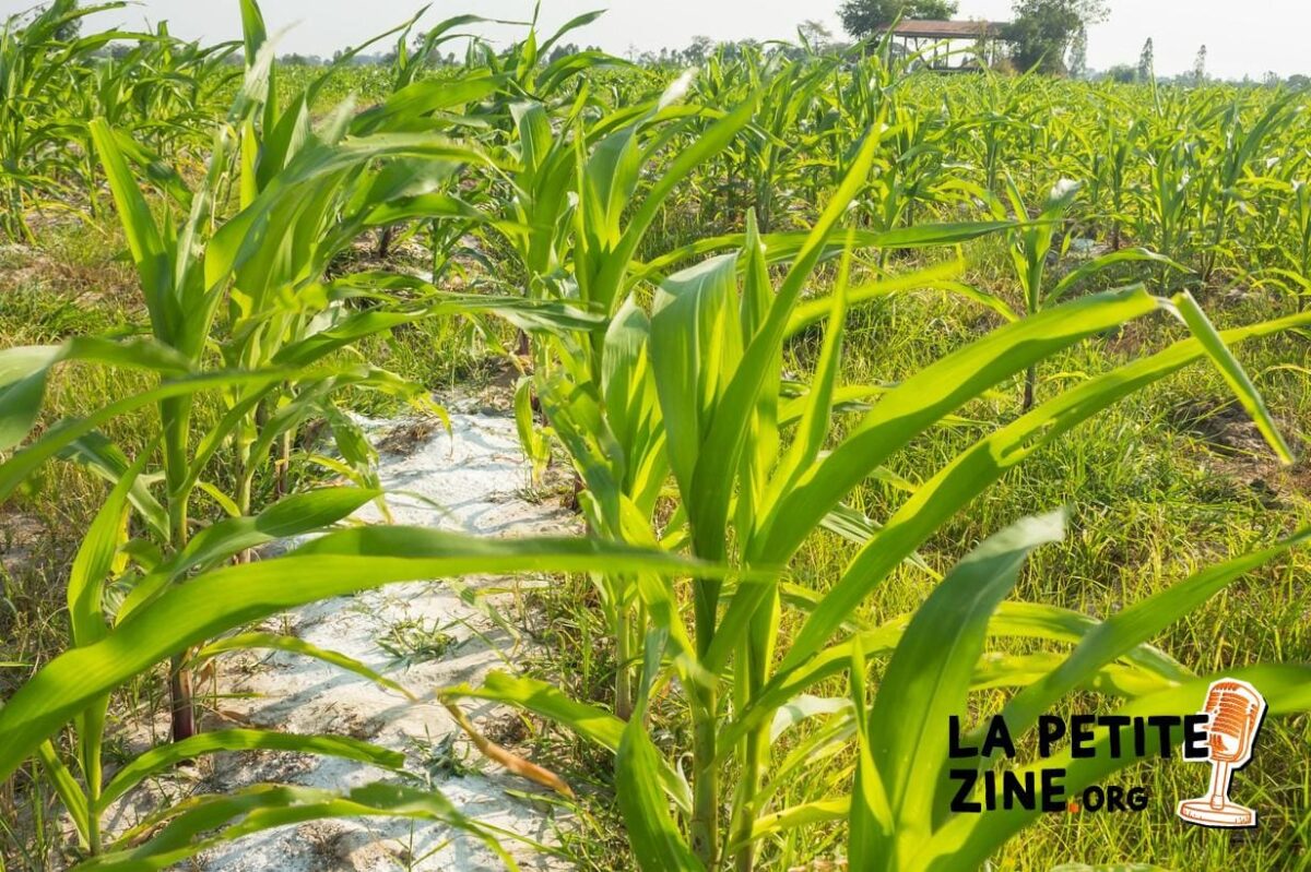 Comment utiliser la chaux magnésienne au potager ?