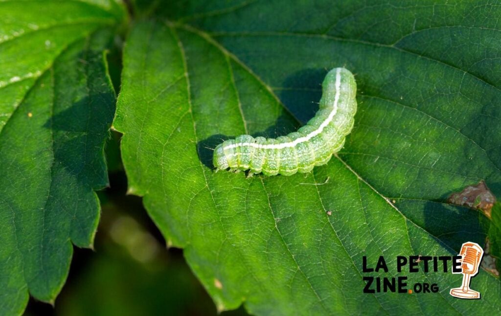 Comment se débarrasser des chenilles vertes ?