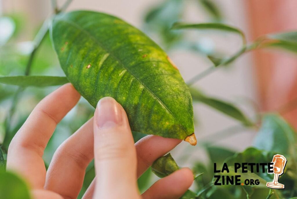 Mon citronnier perd ses feuilles : pourquoi et que faire ?