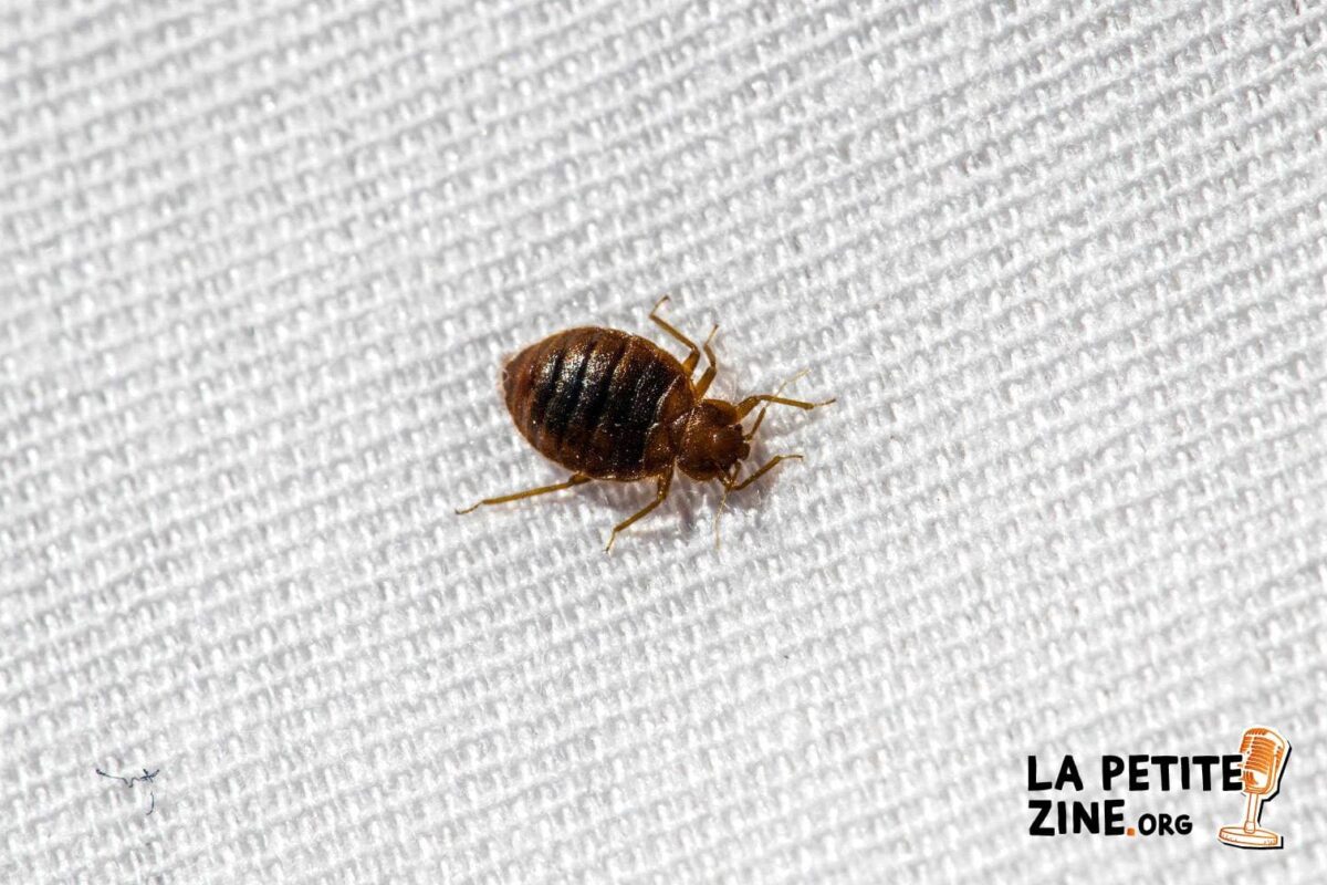 Comment éradiquer efficacement les punaises de lit avec la location d&rsquo;un nettoyeur vapeur?