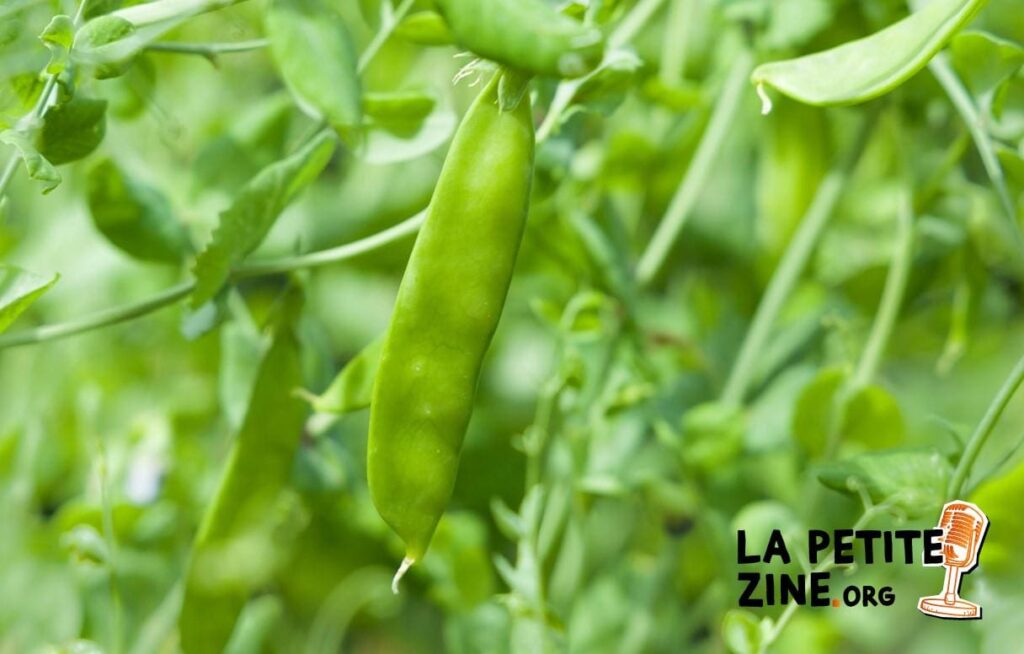 Planter des pois gourmands : quand et comment les semer ?
