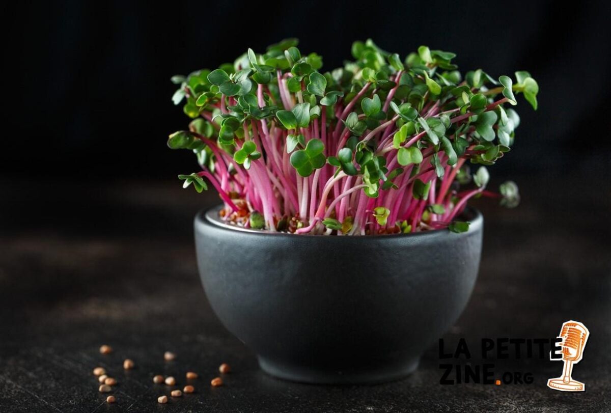 Quand et comment planter des radis en pot ou en jardinière ?