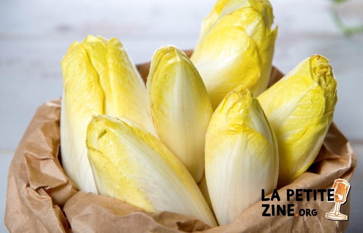 Cultiver des endives en cave : comment faire ?