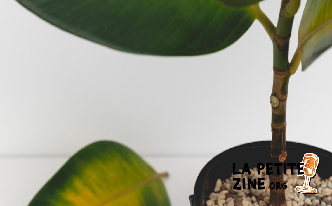 Mon ficus perd ses feuilles : que faire ?