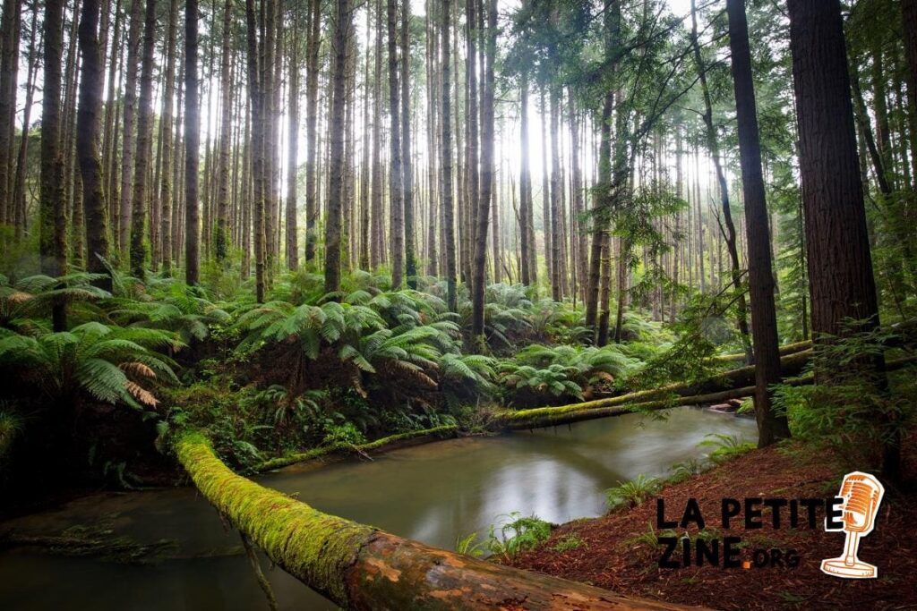 Investissement : miser sur les forêt pour l&rsquo;avenir ?