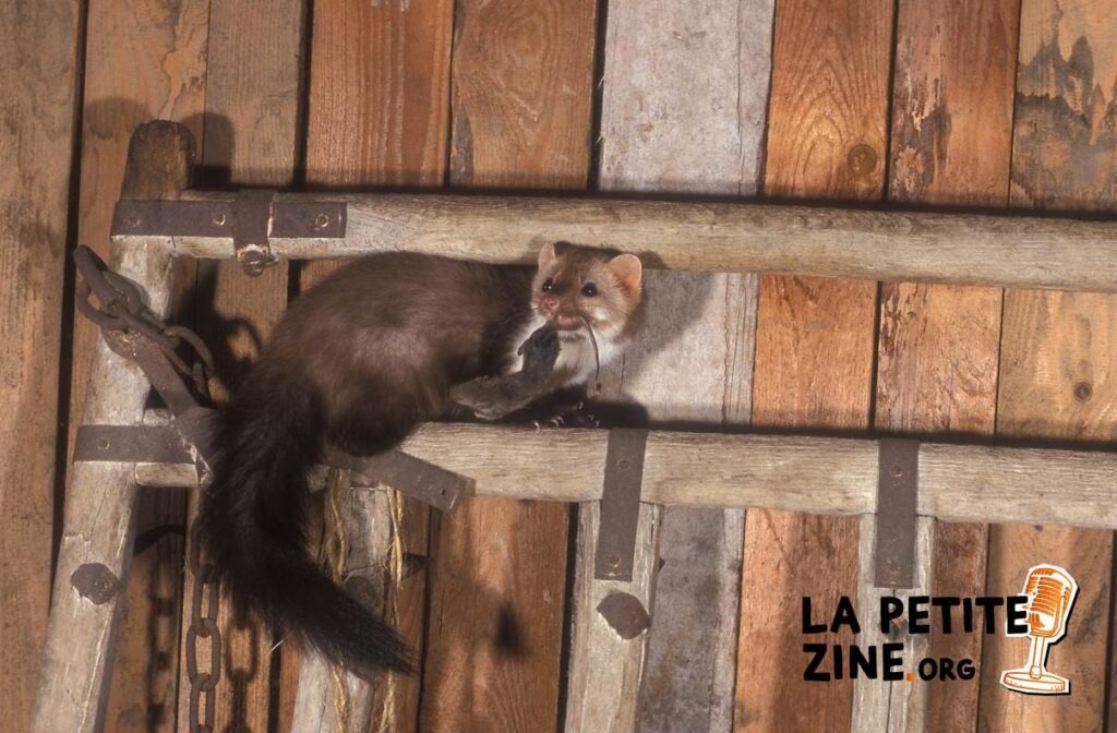 Comment se débarrasser d’une fouine dans le grenier ?