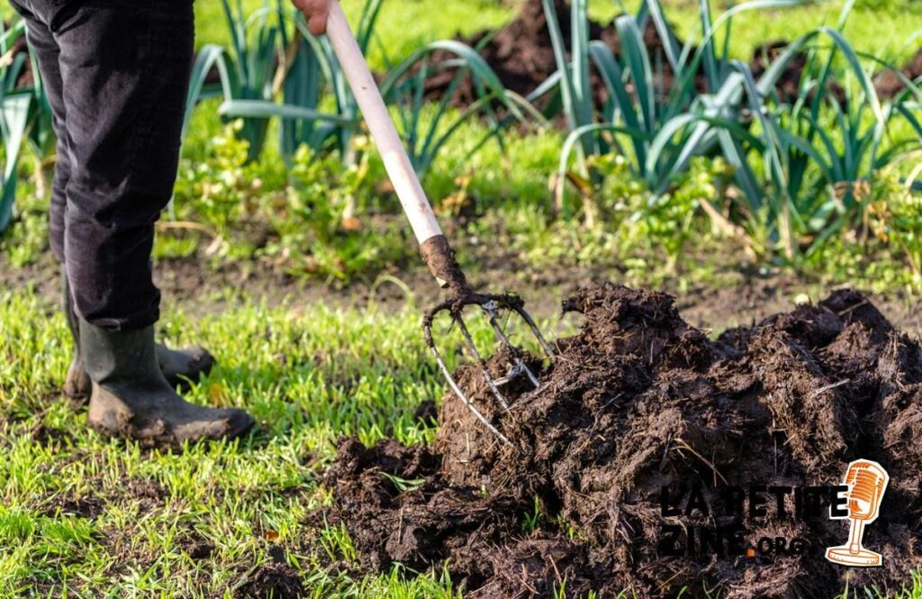 Quand mettre du fumier dans son jardin ?