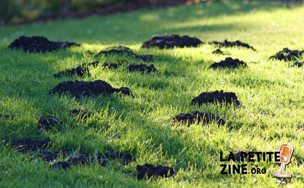 Quel animal creuse des galeries dans le jardin ?