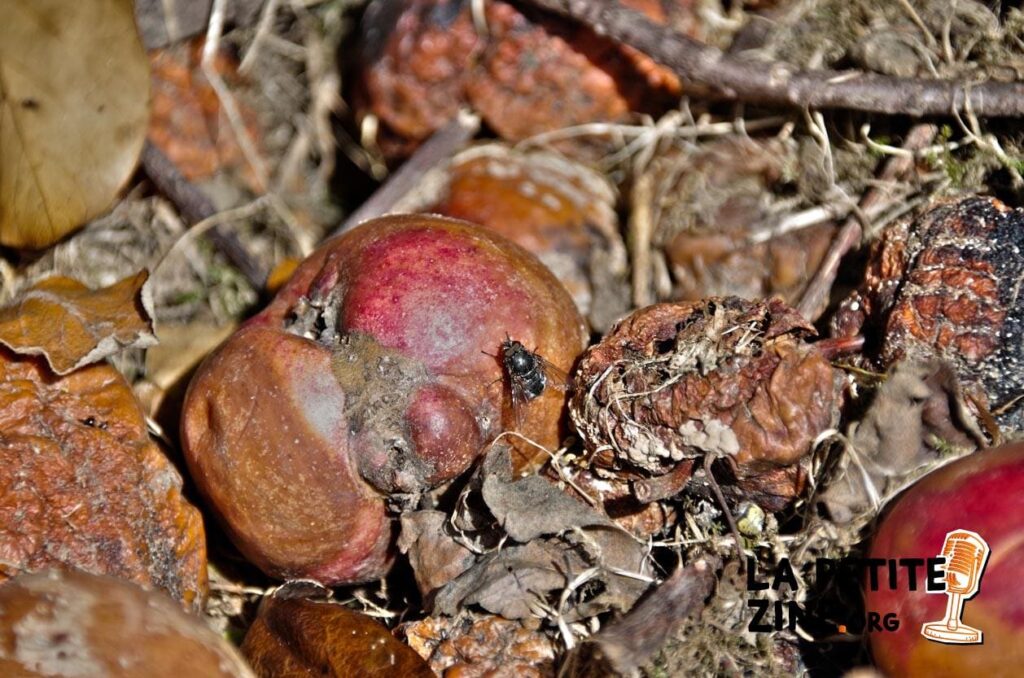 7 astuces pour éloigner les mouches et moucherons du compost