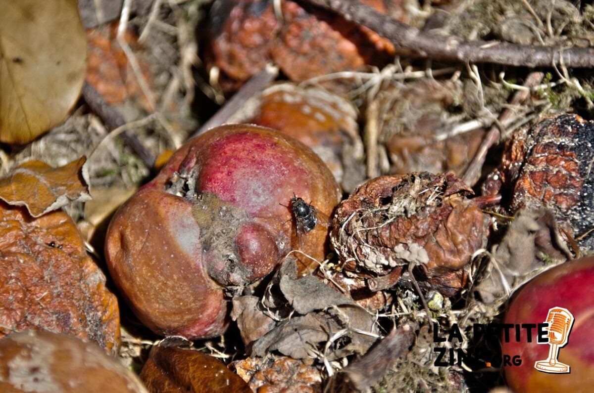 7 astuces pour éloigner les mouches et moucherons du compost