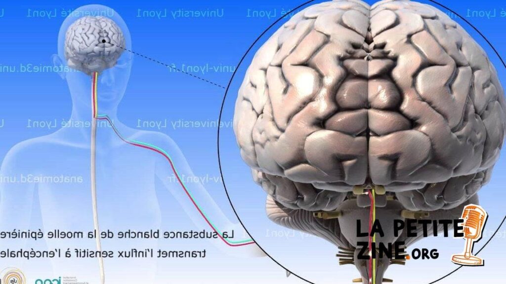La moelle épinière de l&rsquo;entreprise: l&rsquo;importance centrale d&rsquo;une stratégie solide