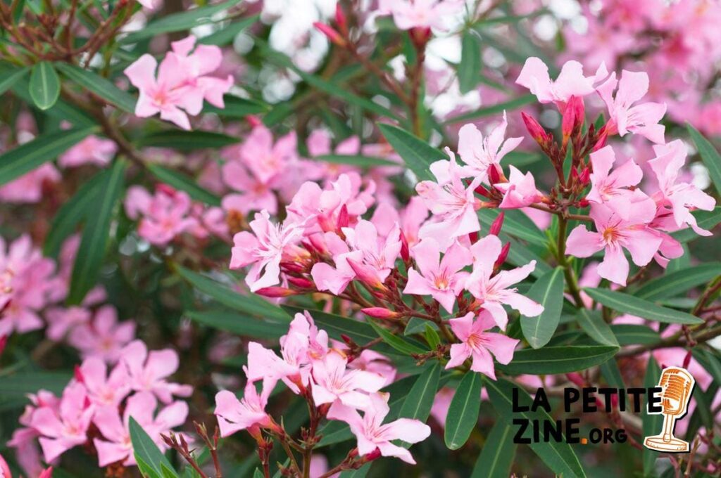 Quand et comment tailler un laurier rose ?
