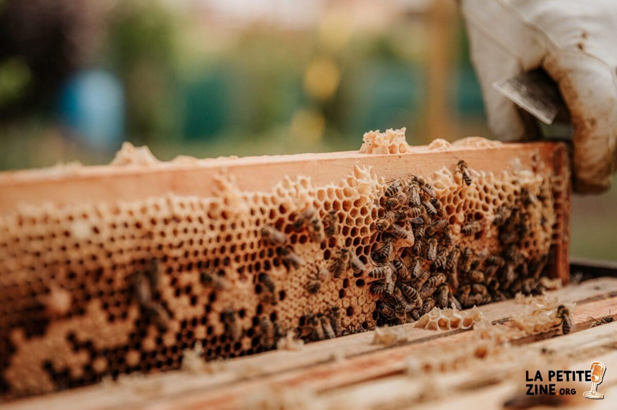 Le salaire d’un apiculteur : Combien gagne-t-il réellement ?