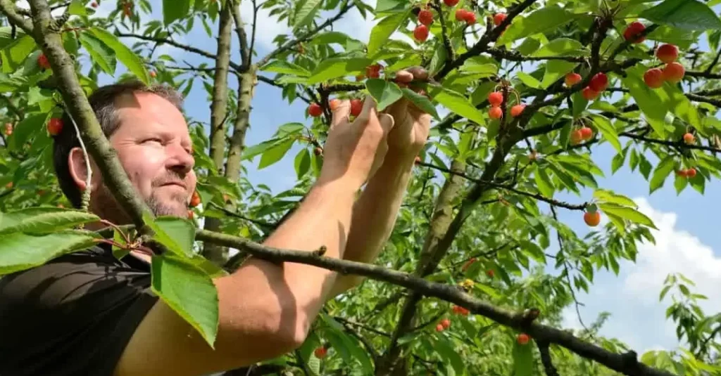 Le salaire d&rsquo;un élagueur débutant : combien peut-il espérer gagner ?
