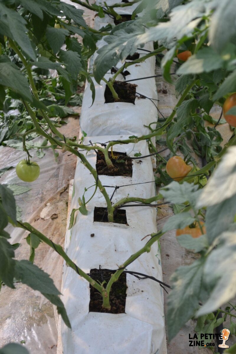 Les Secrets d’une Tomate Hors du Commun : La Cœur de Bœuf au Centre de Votre Potager