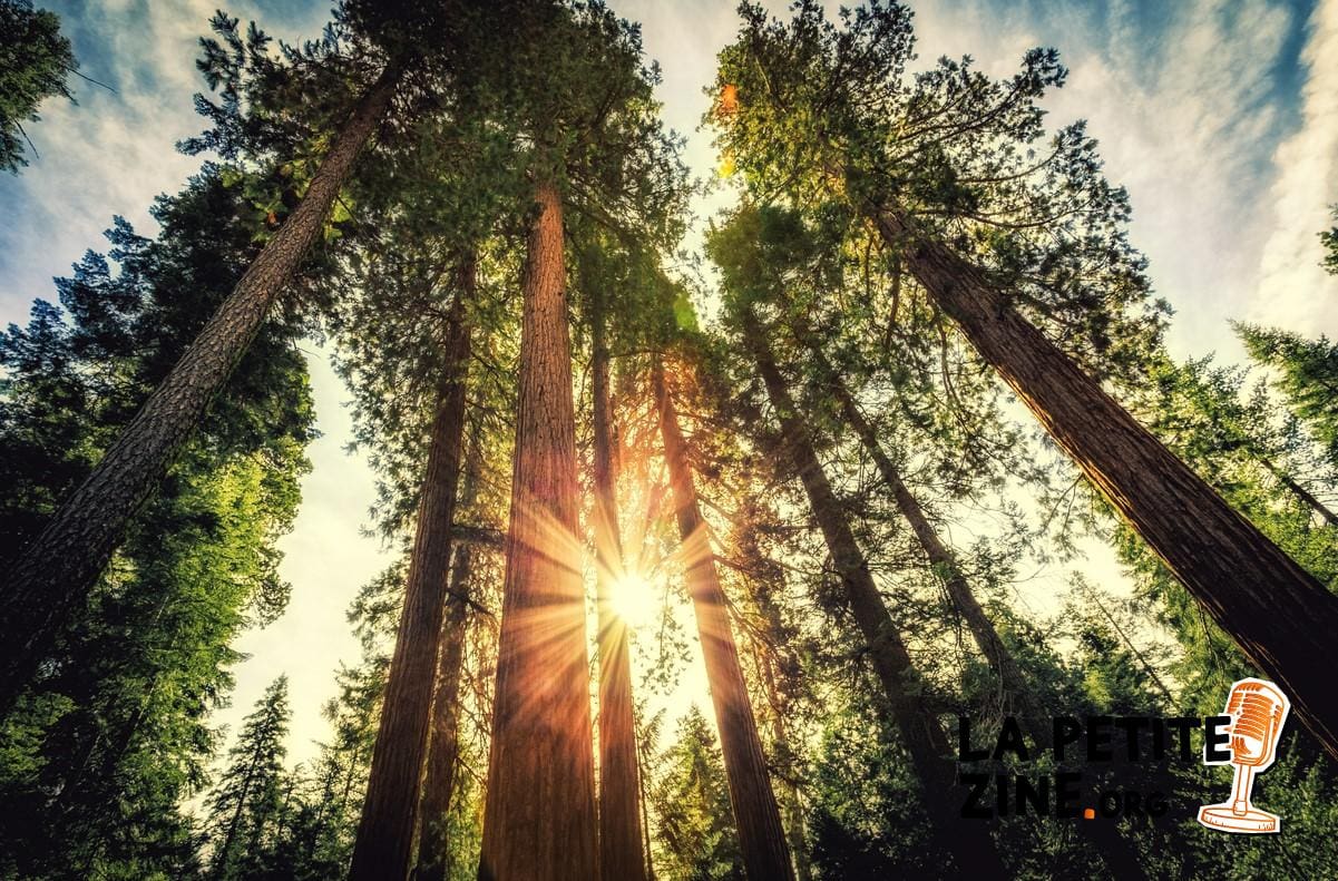 Comment mesurer la hauteur d’un arbre ?