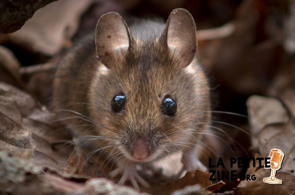 15 solutions pour se débarrasser d’un mulot dans la maison