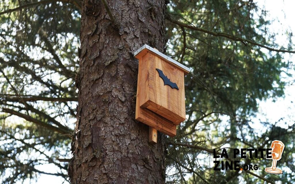 Comment construire un nichoir à chauve-souris ?