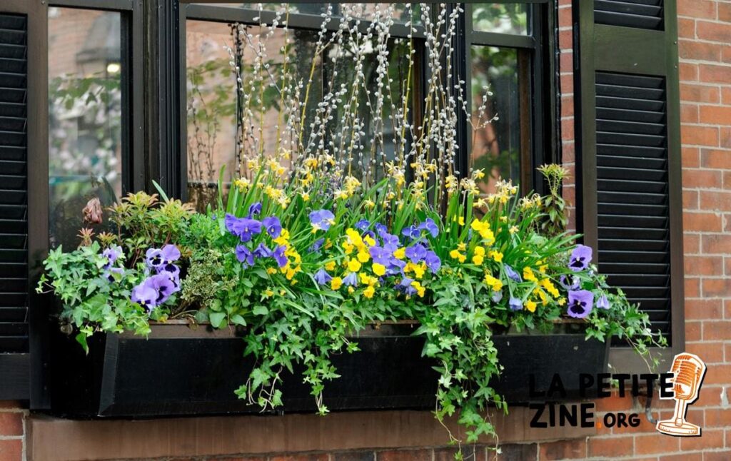 Comment planter des pensées en jardinière ?