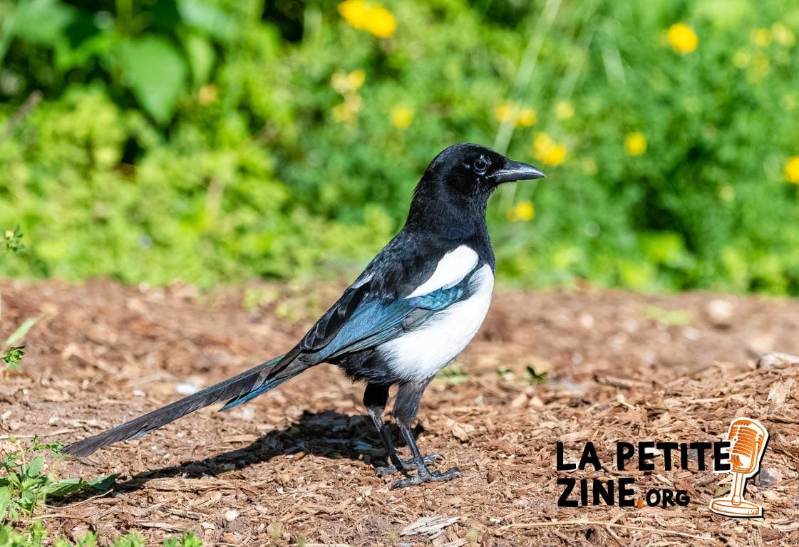 13 astuces pour éloigner les pies du jardin