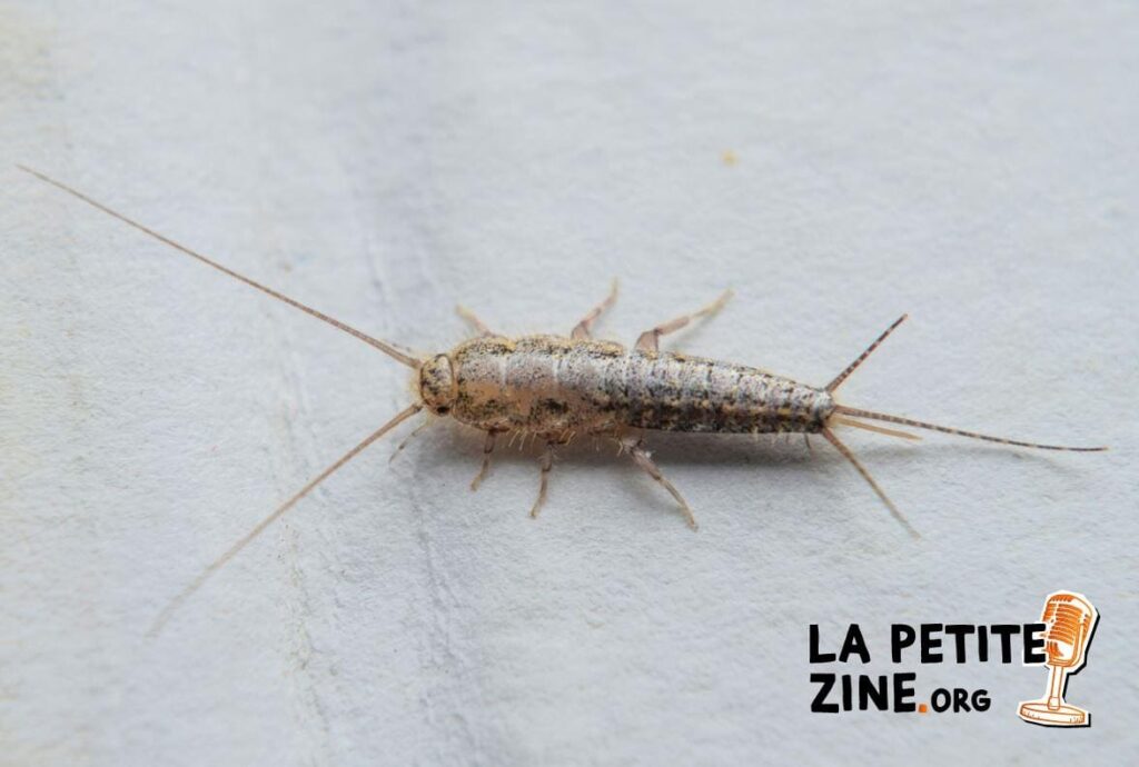 Poisson d’argent : identification, danger et traitements pour l’éradiquer