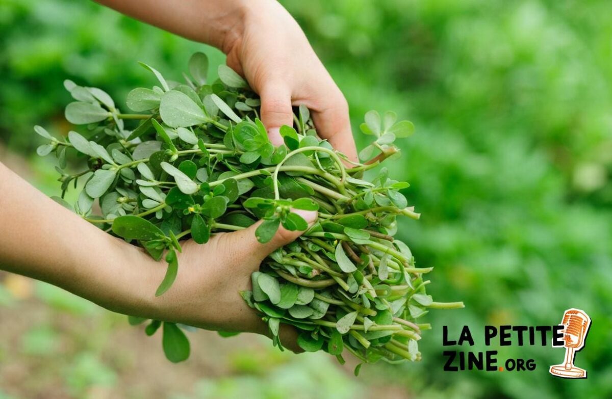 Comment se débarrasser du pourpier ?