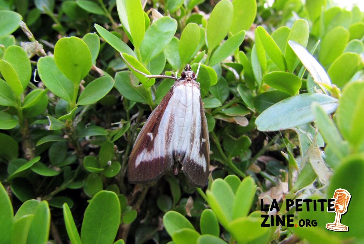 La pyrale du buis : comment s’en débarrasser rapidement ?