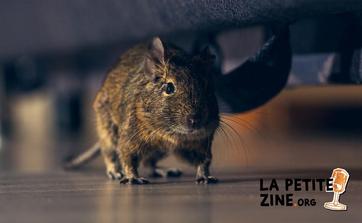 17 astuces pour se débarrasser des rats dans les combles — free download