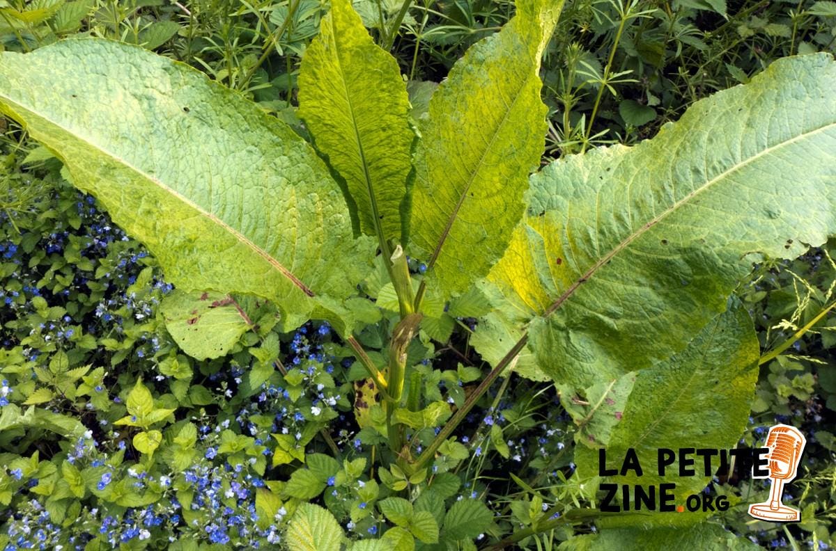 Rumex : comment s’en débarrasser définitivement ?